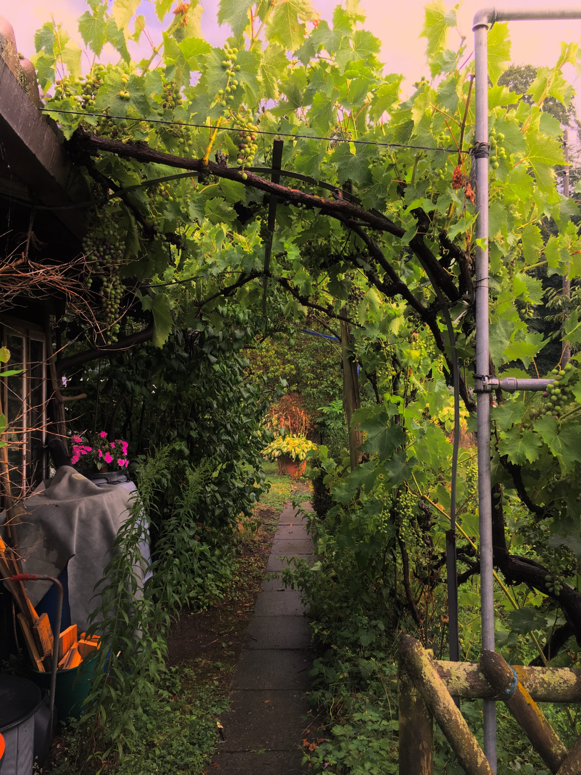Weinreben